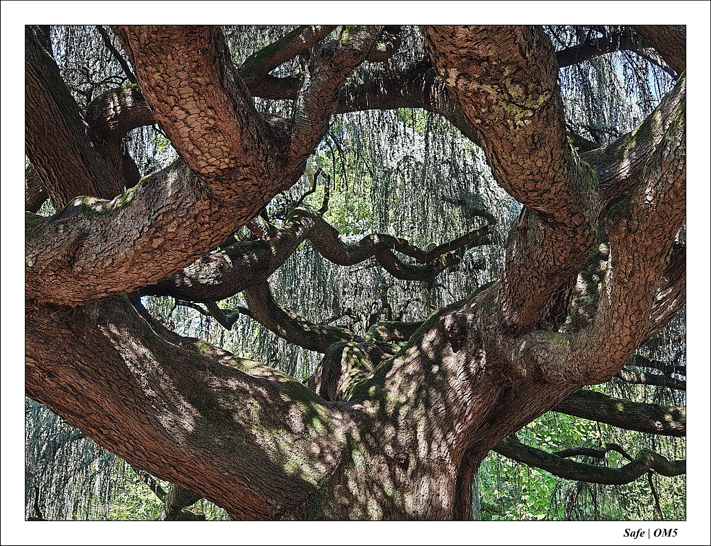 2025 - 08 - Vallée des loups - 29